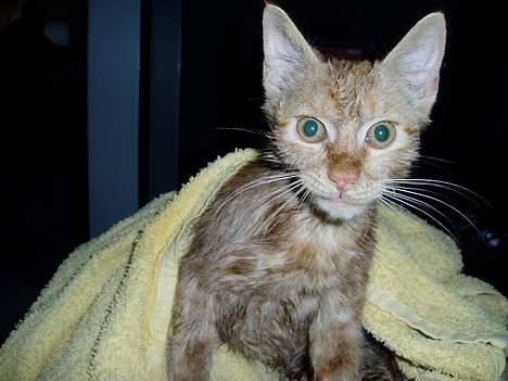 Huskat Sofus - Alle kan ha en ´Bad hair day´:) billede 3