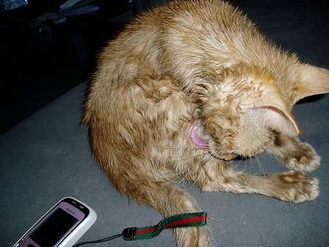 Huskat Sofus billede 4