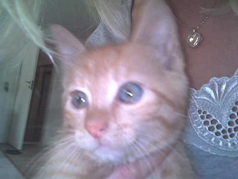 Huskat Sofus - Sofus billede 7