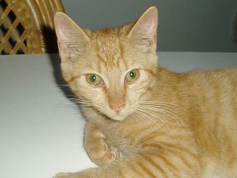 Huskat Sofus billede 9