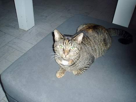 Huskat Gucci billede 5