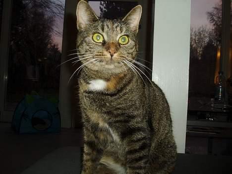 Huskat Gucci - Min egen lille primadonna billede 6