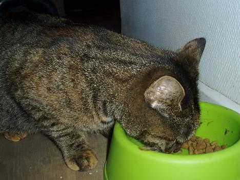 Huskat Gucci billede 7