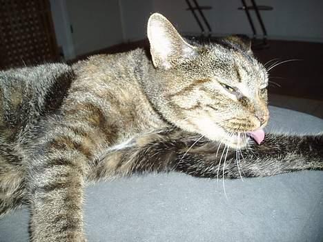 Huskat Gucci billede 8