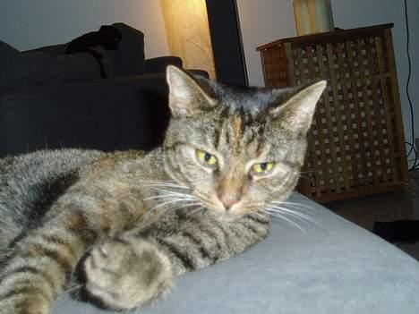 Huskat Gucci billede 9