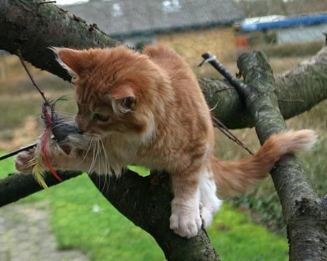 Maine Coon Frode billede 7