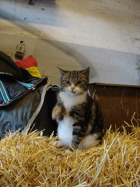 Huskat Sønderstrands Babe billede 10