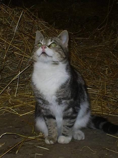 Huskat Sønderstrands Babe billede 11