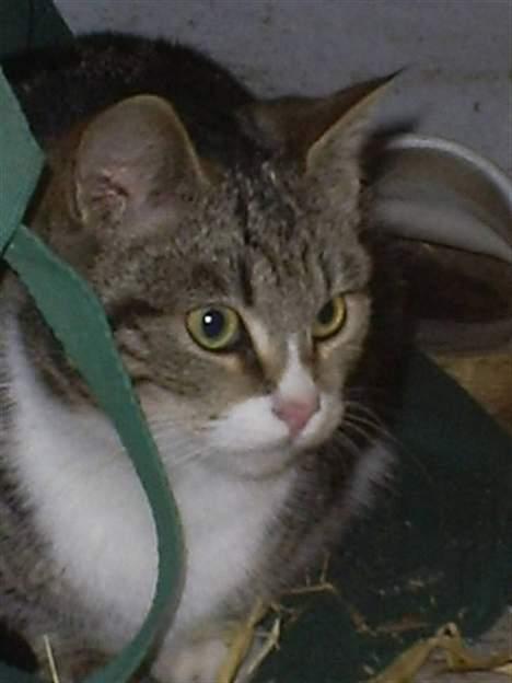 Huskat Sønderstrands Babe billede 12