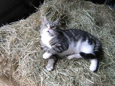 Huskat Sønderstrands Babe billede 13