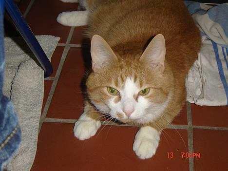 Blanding af racer Cæsar - tager lige en lur...på det varme gulv billede 12