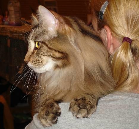 Maine Coon Belmicoon´s El´Dorro billede 1