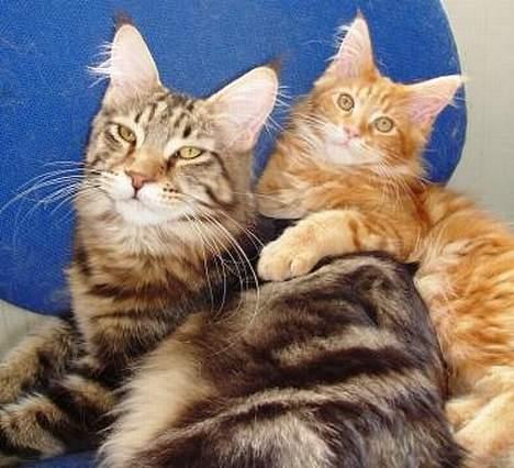 Maine Coon Belmicoon´s El´Dorro billede 2