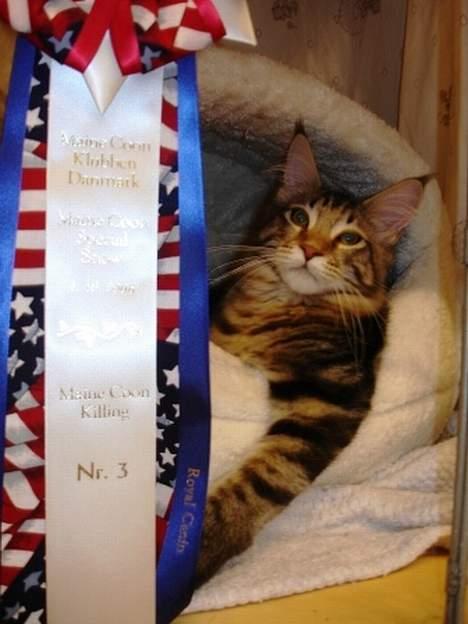 Maine Coon Belmicoon´s El´Dorro billede 3