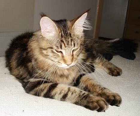 Maine Coon Belmicoon´s El´Dorro billede 5