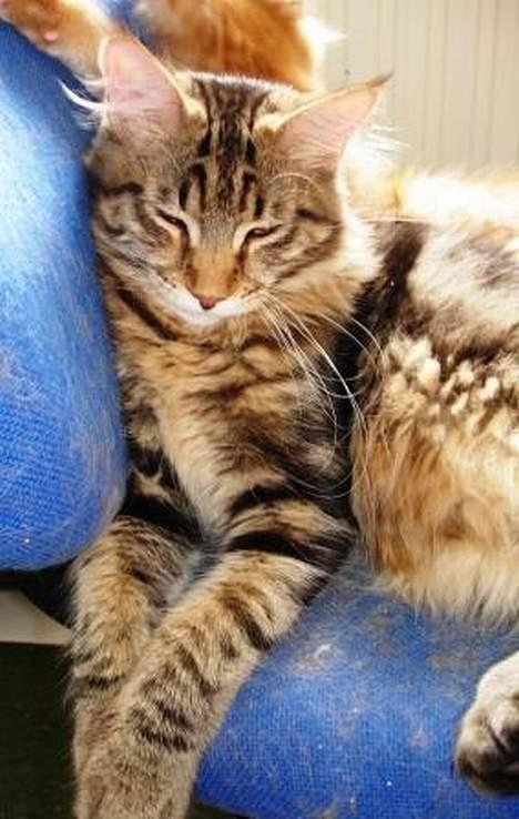 Maine Coon Belmicoon´s El´Dorro billede 6