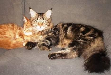 Maine Coon Belmicoon´s El´Dorro billede 7