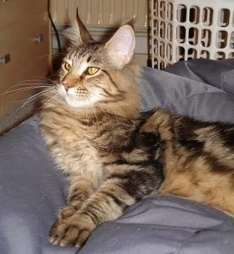 Maine Coon Belmicoon´s El´Dorro billede 8