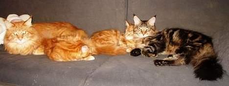 Maine Coon Belmicoon´s El´Dorro billede 9