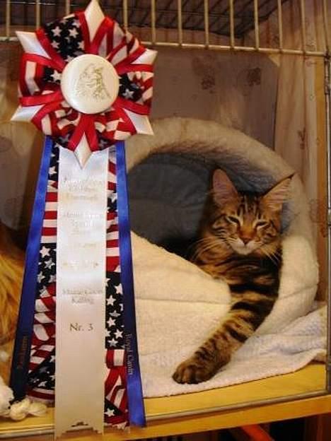 Maine Coon Belmicoon´s El´Dorro billede 10