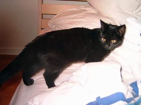 Blanding af racer Freja - Det er også meget dejligt at ligge i sengen billede 4