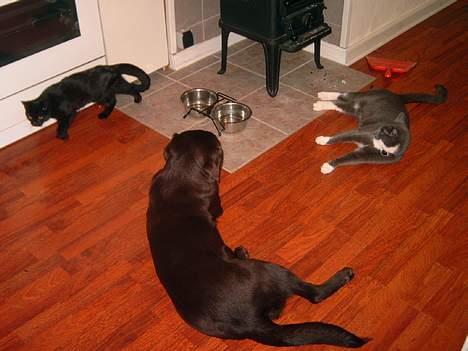 Blanding af racer Freja - Freja med sine "søskende"... Hunden Ziggy og katten Frederik. billede 8