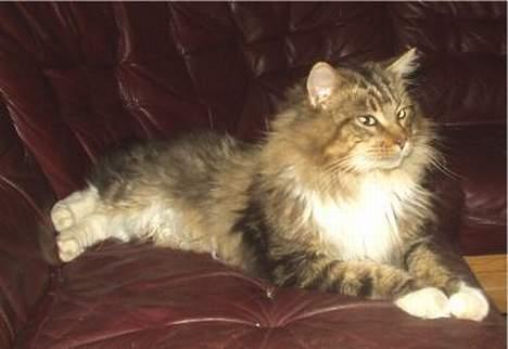 Maine Coon Nuser **R.I.P** billede 1