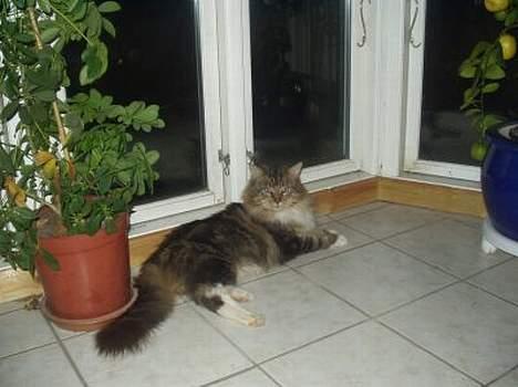 Maine Coon Nuser **R.I.P** billede 2