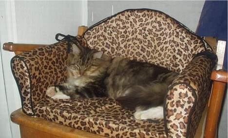 Maine Coon Nuser **R.I.P** billede 3