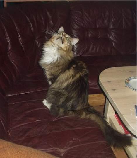 Maine Coon Nuser **R.I.P** billede 4