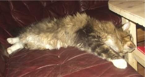 Maine Coon Nuser **R.I.P** billede 5