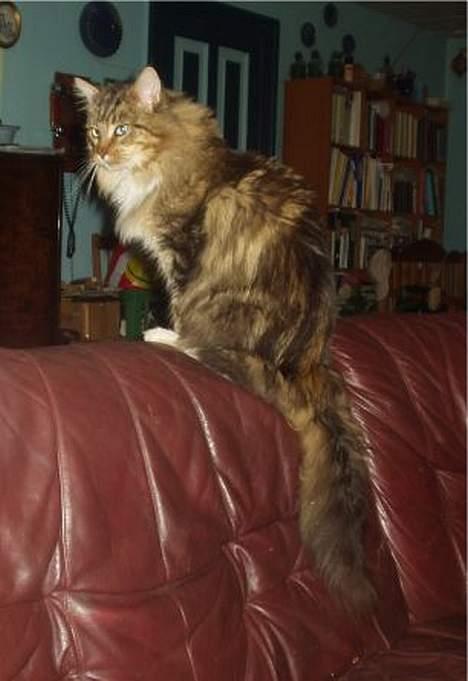 Maine Coon Nuser **R.I.P** billede 6