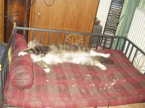 Maine Coon Nuser **R.I.P** billede 7