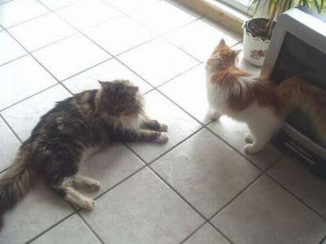 Maine Coon Nuser **R.I.P** billede 8