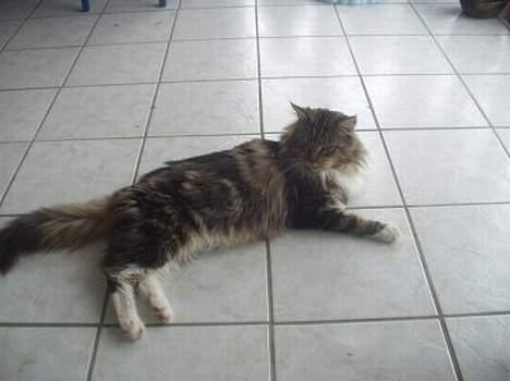 Maine Coon Nuser **R.I.P** billede 9
