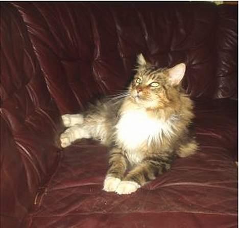 Maine Coon Nuser **R.I.P** billede 10