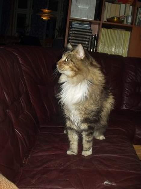 Maine Coon Nuser **R.I.P** billede 11