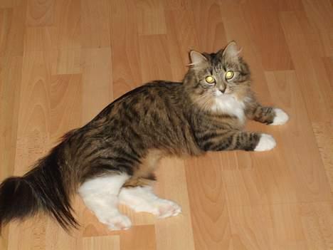 Blanding af racer Berha - Bertha som er en rigtig primadonna billede 8