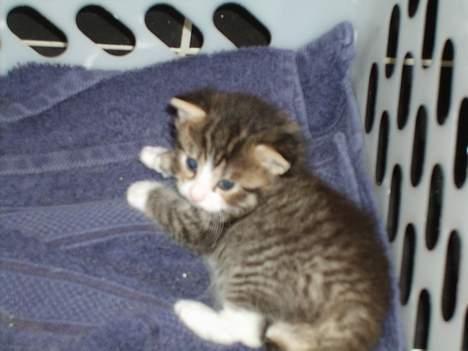 Blanding af racer Berha billede 9