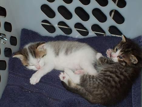 Blanding af racer Berha billede 10