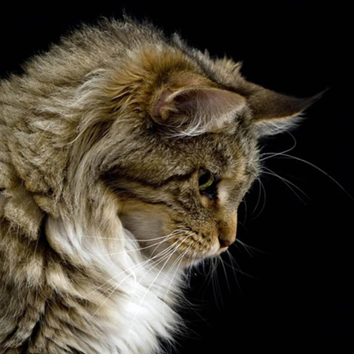 Maine Coon Vitha billede 1