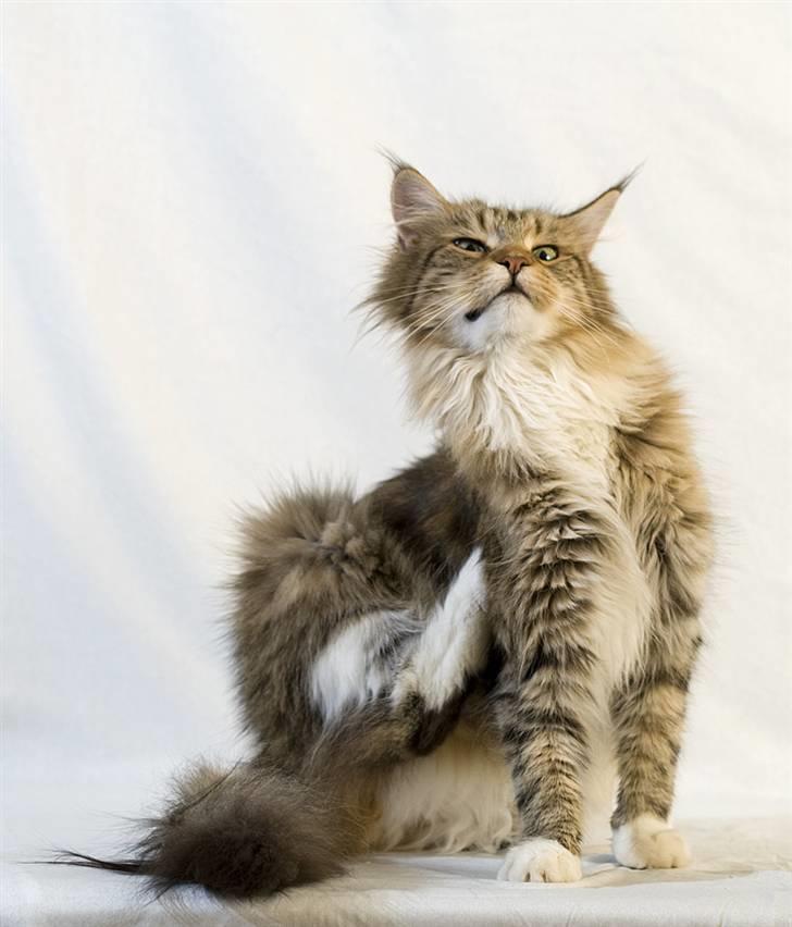 Maine Coon Vitha billede 2