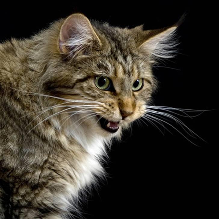 Maine Coon Vitha billede 3