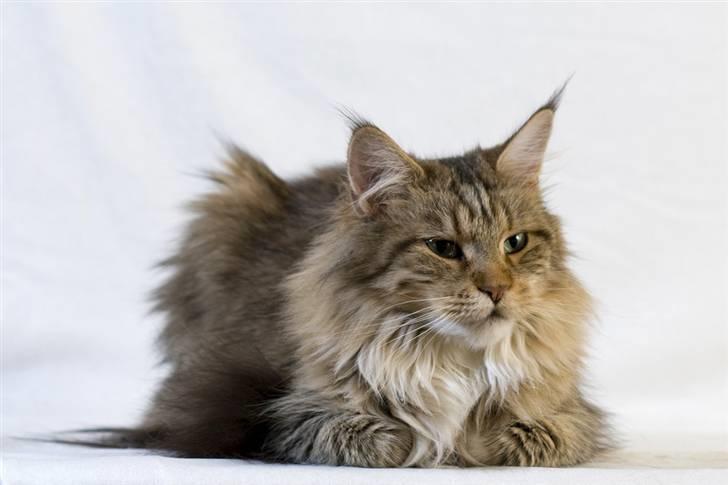 Maine Coon Vitha billede 4