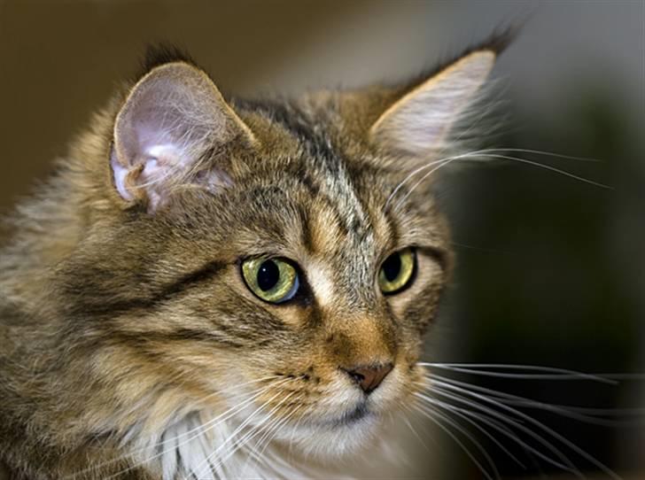 Maine Coon Vitha billede 5