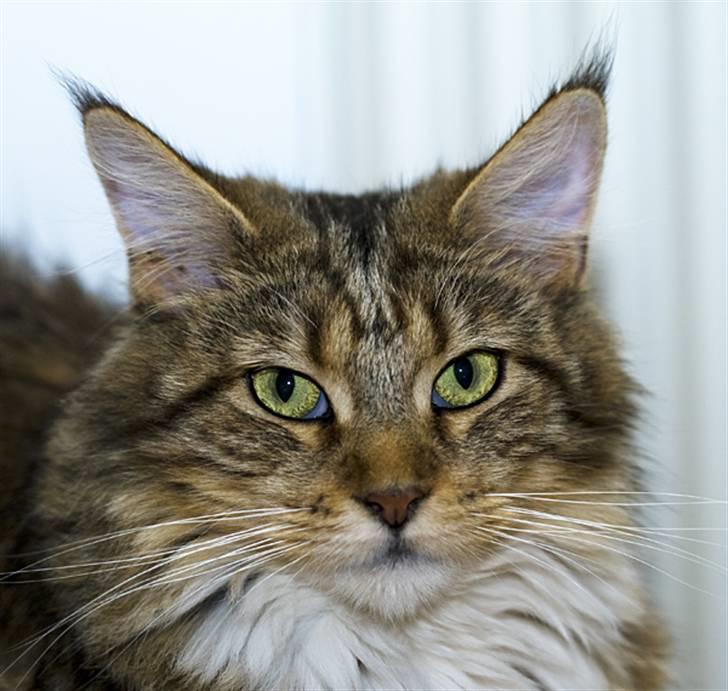 Maine Coon Vitha billede 6