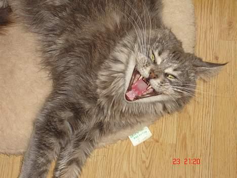 Maine Coon Anella  - Sagde i jeg skulle smile ? billede 3