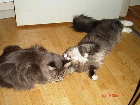 Maine Coon Anella  - Anella og Valdemar i skøn leg billede 4