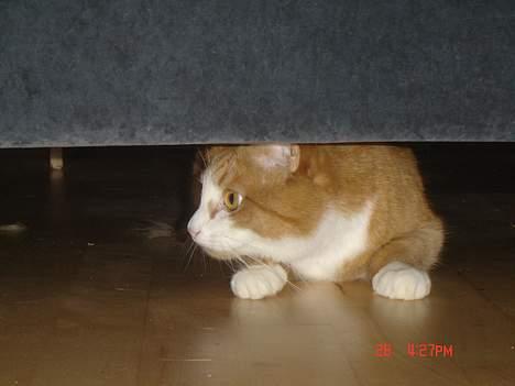 Blanding af racer Cæsar - gemmer mig lige under sofaen billede 13