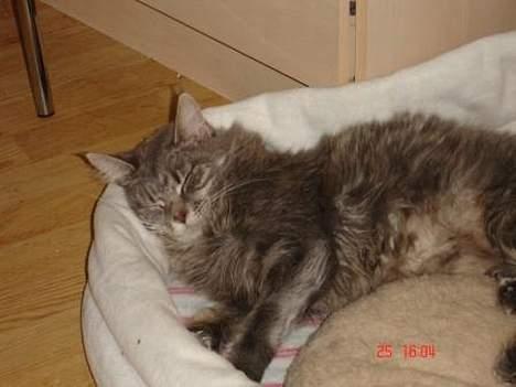 Maine Coon Anella  - Anella i sin nye seng fra Lundkvist.. hvor sover man godt i den :-) billede 5